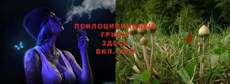 Галлюциногенные грибы Cubensis  как найти   Поронайск 